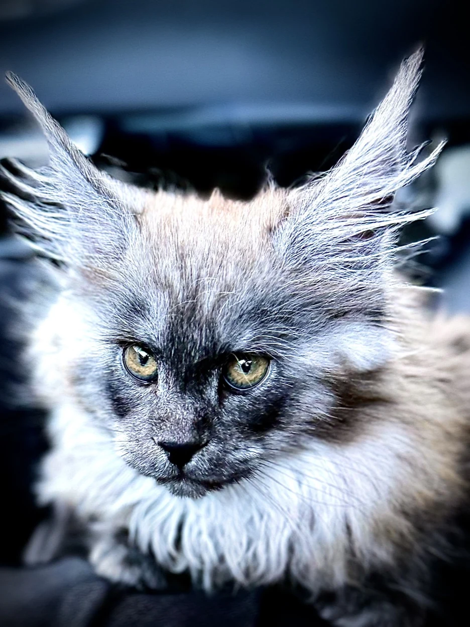Marla looking straight at the camera, her tufted ears and silver ruff catching the light